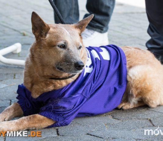 Fulda Saints feiert zweiten Sieg in Folge. Fulda Saints feiert zweiten Sieg in Folge.