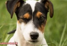 Jack Russell Terrier Tobi