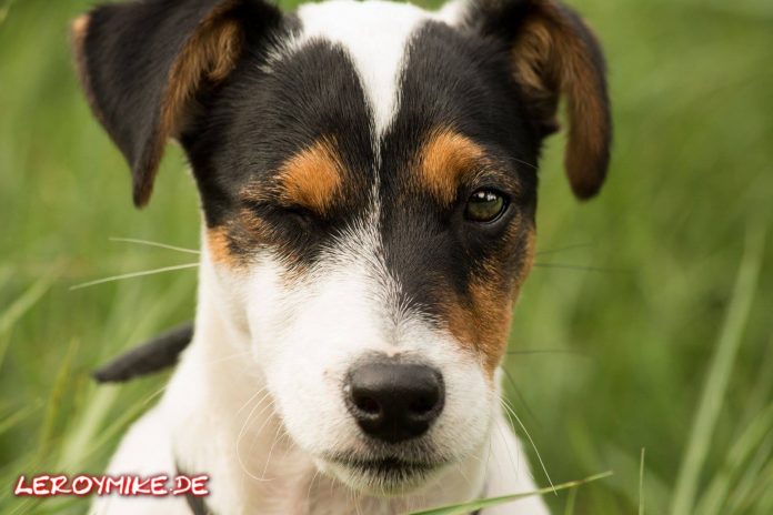 Jack Russell Terrier Tobi