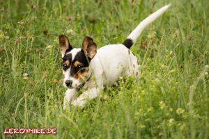 leroymike-eventfotograf-fulda-jack-russell-terrier-tobi-04-2017-07-16-22-37-47-300x200