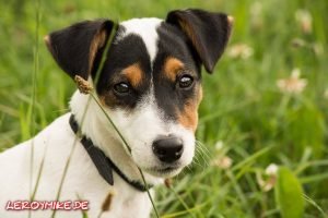 leroymike-eventfotograf-fulda-jack-russell-terrier-tobi-05-2017-07-16-22-37-47-300x200
