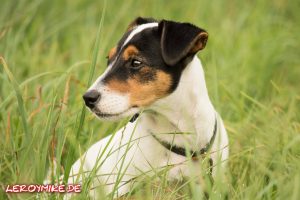 leroymike-eventfotograf-fulda-jack-russell-terrier-tobi-06-2017-07-16-22-37-47-300x200