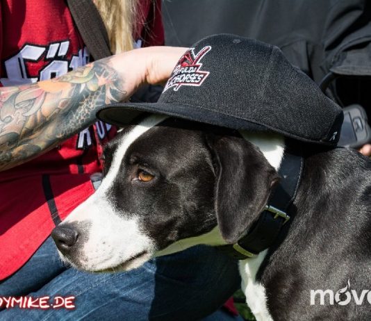 Landesliga Baseball Fulda Blackhorses vs Bad Homburg Hornets 03-09-2017