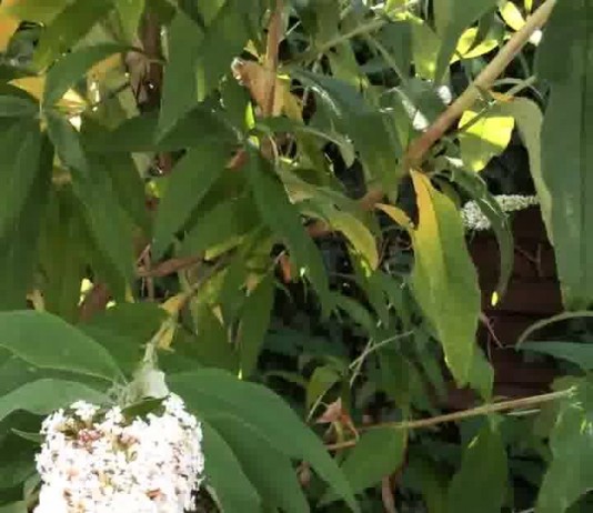 Schmetterlingsbaum mit Taubenschwänzchen