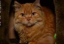 Katzen beim Tierschutz Fulda und Umgebung e.V Katzen beim Tierschutz Fulda und Umgebung e.V