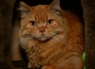 Katzen beim Tierschutz Fulda und Umgebung e.V Katzen beim Tierschutz Fulda und Umgebung e.V