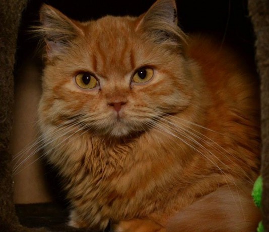 Katzen beim Tierschutz Fulda und Umgebung e.V Katzen beim Tierschutz Fulda und Umgebung e.V