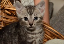 Besuch beim Tierschutz Fulda und Umgebung e.V