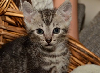 Besuch beim Tierschutz Fulda und Umgebung e.V