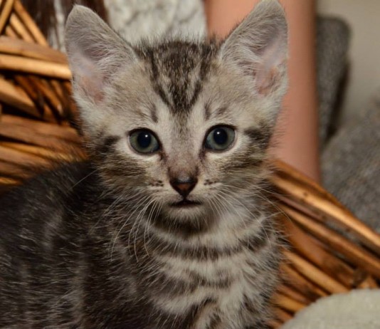 Besuch beim Tierschutz Fulda und Umgebung e.V