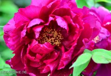 Blumen Blumen Weitere Bilder von mir findet ihr unter www.shooting-star.eu