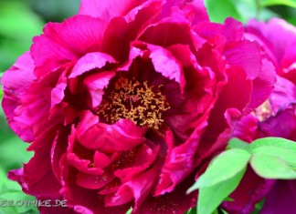 Blumen Weitere Bilder von mir findet ihr unter www.shooting-star.eu