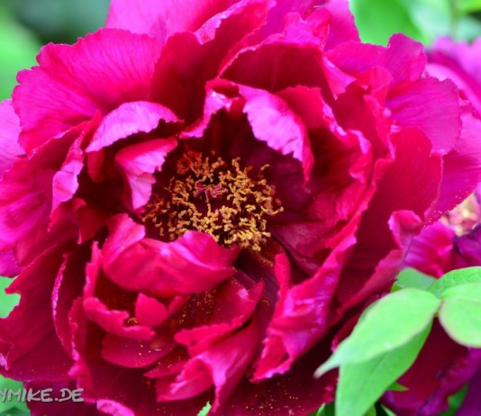 Blumen Weitere Bilder von mir findet ihr unter www.shooting-star.eu