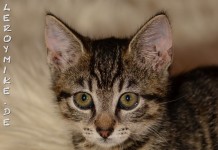 Zum Tag der Katze - Wer Tiere nicht respektvoll behandelt, der hat kein Recht, sich "die Krönung der Schöpfung" zu nennen.