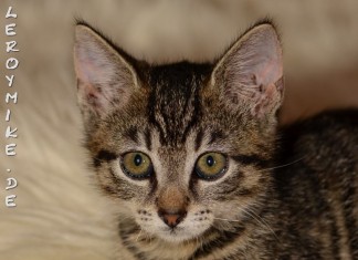 Zum Tag der Katze - Wer Tiere nicht respektvoll behandelt, der hat kein Recht, sich "die Krönung der Schöpfung" zu nennen.