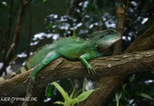 Leipziger Zoo Leipziger Zoo