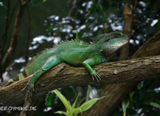 Leipziger Zoo Leipziger Zoo