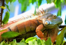 Nürnberger Tiergarten #Nürnberger #Tiergarten / #Zoo absolut zu empfehlen! Weitere Bilder findest du unter www.shooting-star.eu einfach regelmäßig vorbei schauen und auf dem Laufenden bleiben.