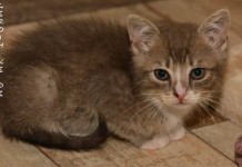 Liebevolle Dosenöffner gesucht bei Interesse an Tierschutz Fulda.