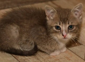 Liebevolle Dosenöffner gesucht bei Interesse an Tierschutz Fulda.