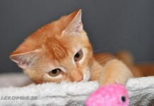 Miezekatze Weitere Bilder von mir findet ihr unter www.shooting-star.eu