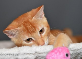 Miezekatze Weitere Bilder von mir findet ihr unter www.shooting-star.eu