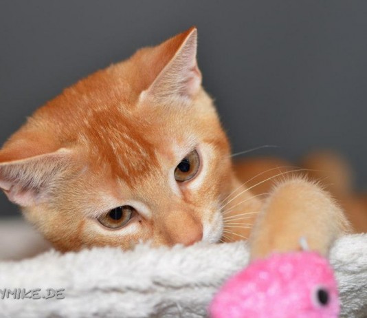 Miezen - Katzen Weitere Bilder von mir findet ihr unter www.shooting-star.eu