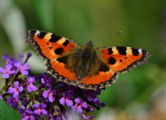 Schmetterling, Katze und Greifvogel