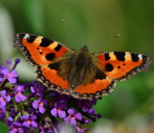 Tiere Schmetterling, Katze und Greifvogel