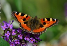 Tiere Tiere Warum ich den Sommer auch liebe :-)