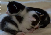 Tierschutz Fulda und Umgebung eV Tierschutz Fulda und Umgebung eV
