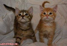 Tierschutz Fulda und Umgebung e.V Tierschutz Fulda und Umgebung e.V