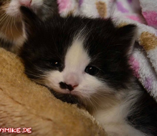 Tierschutz Fulda und Umgebung e.V.