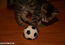 WM-Fieber ist jetzt auch bei den Kleinsten...