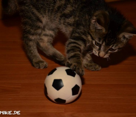 WM-Fieber ist jetzt auch bei den Kleinsten… WM-Fieber ist jetzt auch bei den Kleinsten...